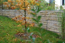 Blick auf einen Kastanienbaum auf der Hartenecker Höhe