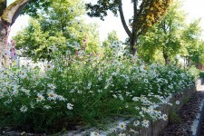 Landschaftsarchitektur - Hartenecker Höhe 5