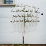 Landschaftsarchitektur Backnang - Blick auf Baum vor Hausnummer 7