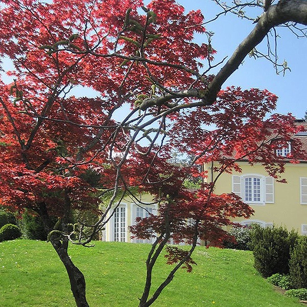 Hausgarten der Familie N.