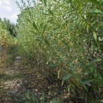 Spielplatz am Lauter Park - Bild - Landschaftsarchitektur